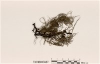 藏品(菘蘿屬)的圖片